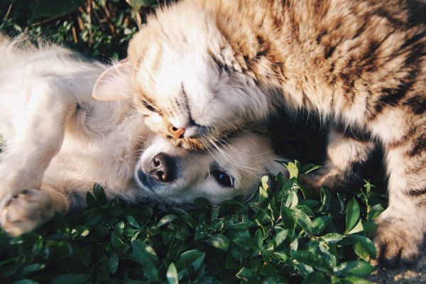 A cat and a dog are cuddling on the grass, with the cat gently nuzzling the dog's head, showcasing a moment of interspecies affection.