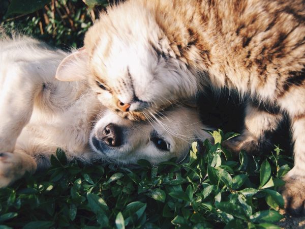 A cat and a dog are cuddling on the grass, with the cat gently nuzzling the dog's head, showcasing a moment of interspecies affection.